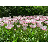 Tulppaani Jumbo Beauty, 50 sipulia/pussi