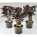 Peruukkipensas Royal Purple, ruukun koko 20 cm