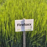 Firefoxx siemenohra kemiallisesti peitattu 800 kg