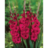 Gladiolus Plum Tart 10 kpl/pussi
