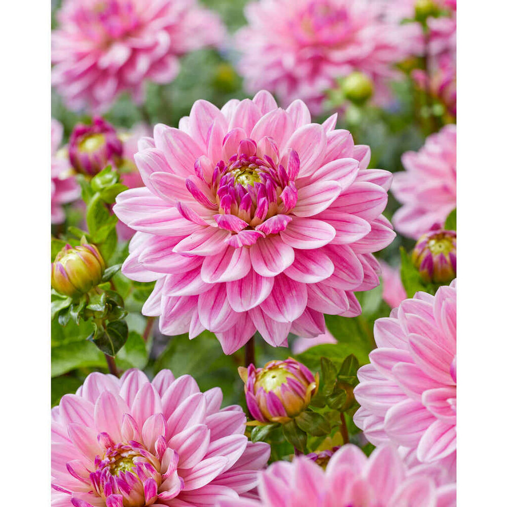Daalia 'Anne Marie'