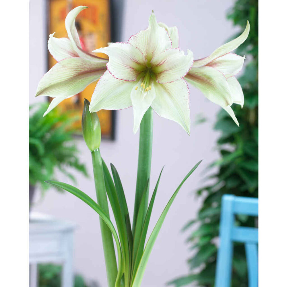 Amaryllis Magic Green