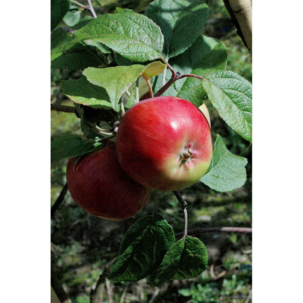 Omenapuu 'Punakaneli'