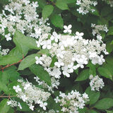 Mustilanhortensia FinE, astiakoko 3L