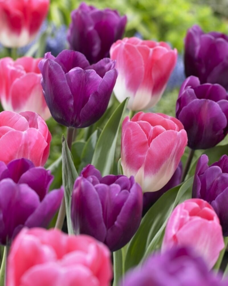 Tulppaanilajitelma Mixed Feelings