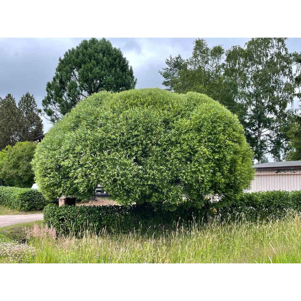 Terijoensalava