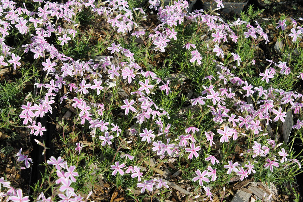 Sammalleimu 'Candy Stripes'