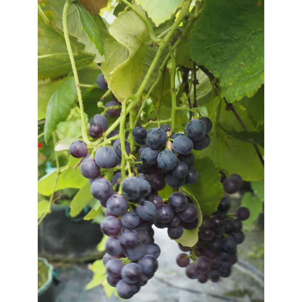Viiniköynnös Mars Seedless
