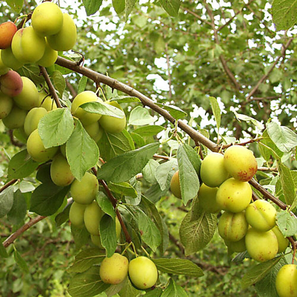 Luumupuu 'Victoria'