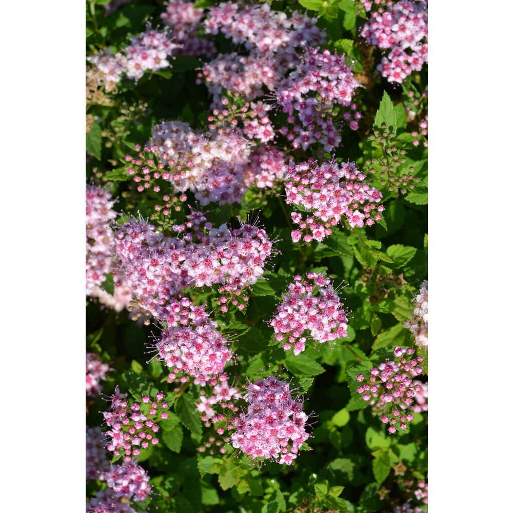 Keijuangervo 'Little Princess'