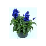Härmesalvia 12 cm ruukussa