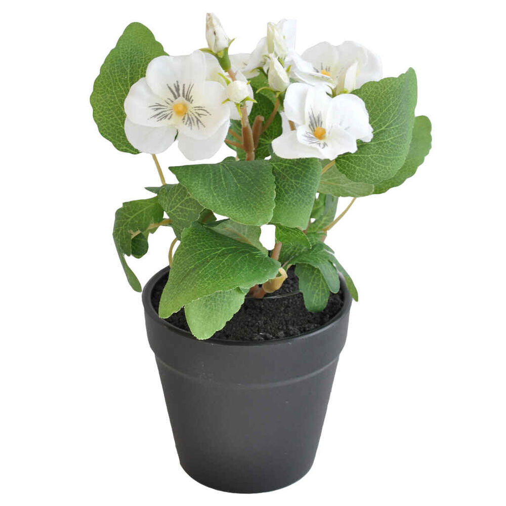 Orvokki 19 cm ruukussa valkoinen