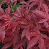 Verijapaninvaahtera Atropurpureum