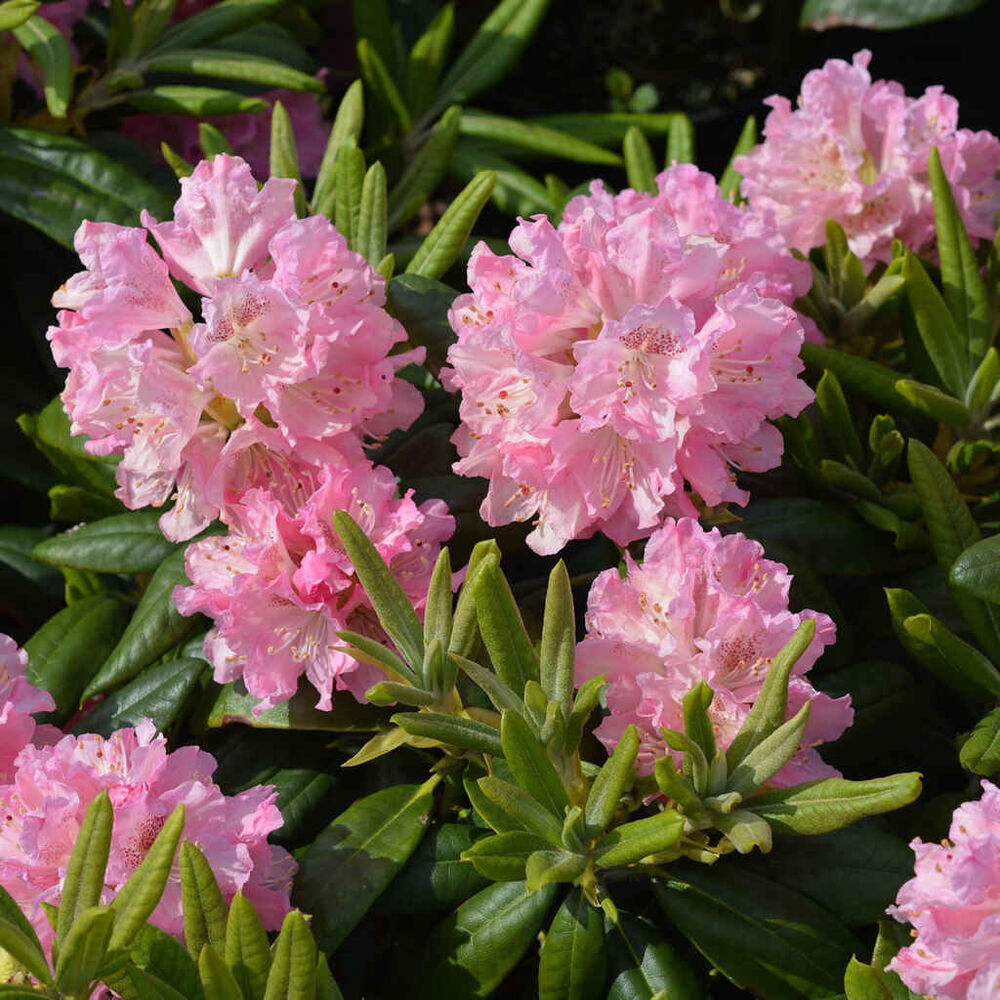 Alppiruusu 'Marketta'