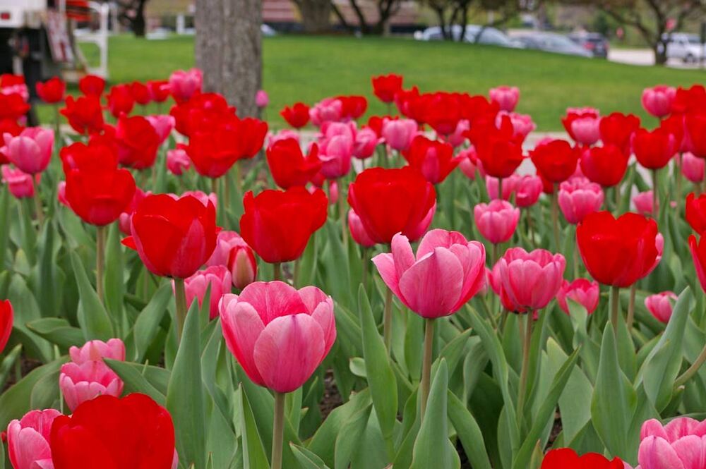 Tulip from Paris With Love