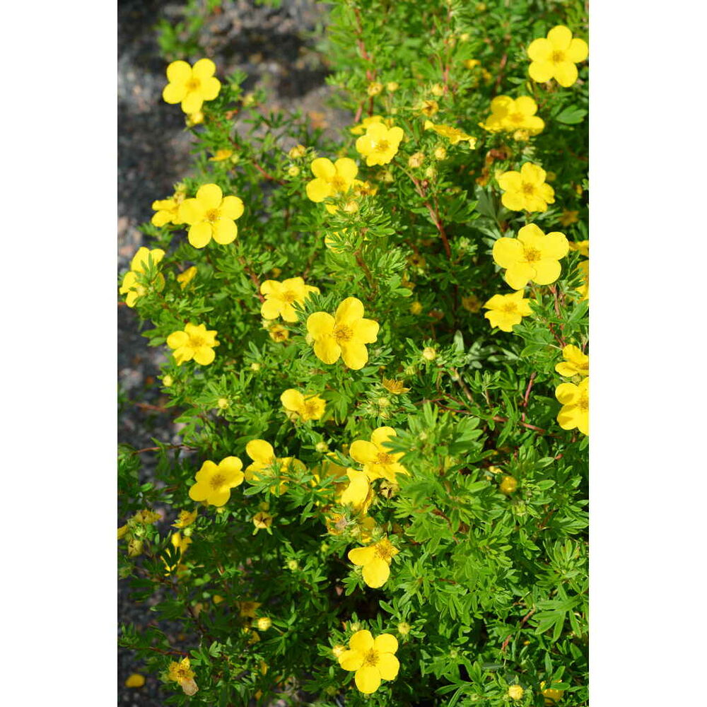 Pensashanhikki 'Goldfinger'