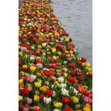 Tulppaanilajitelma Double Pleasure, 50 sipulia/pussi