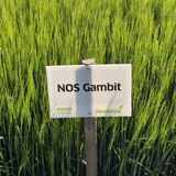 NOS Gambit  siemenohra kemiallisesti peitattu 800 kg