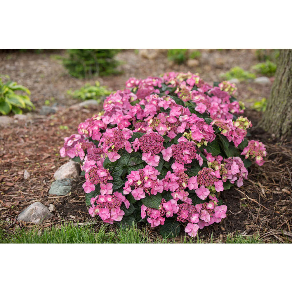 Jalohortensia Pop Star®, kuva: © Bailey Nurseries