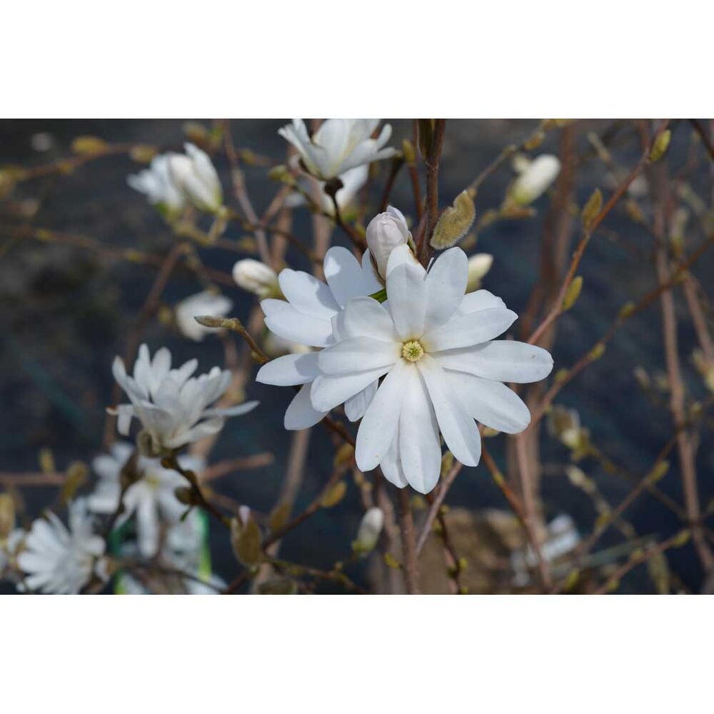 Tähtimagnolia