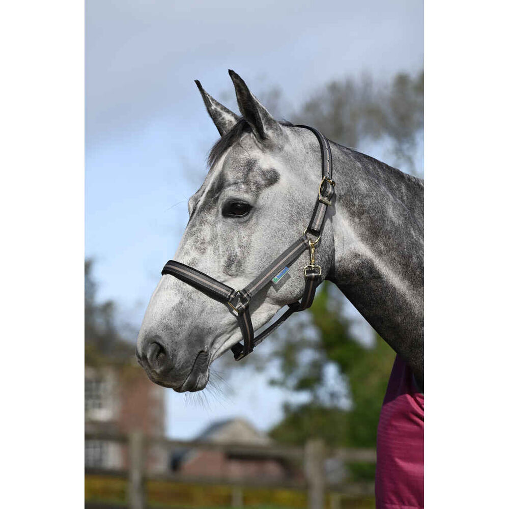 Bucas Dublin riimu cob, harmaa