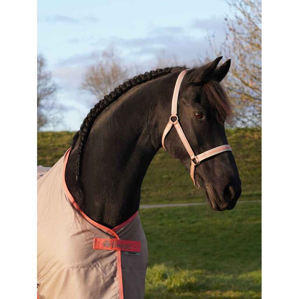 Bucas Dublin riimu, beige, varsa
