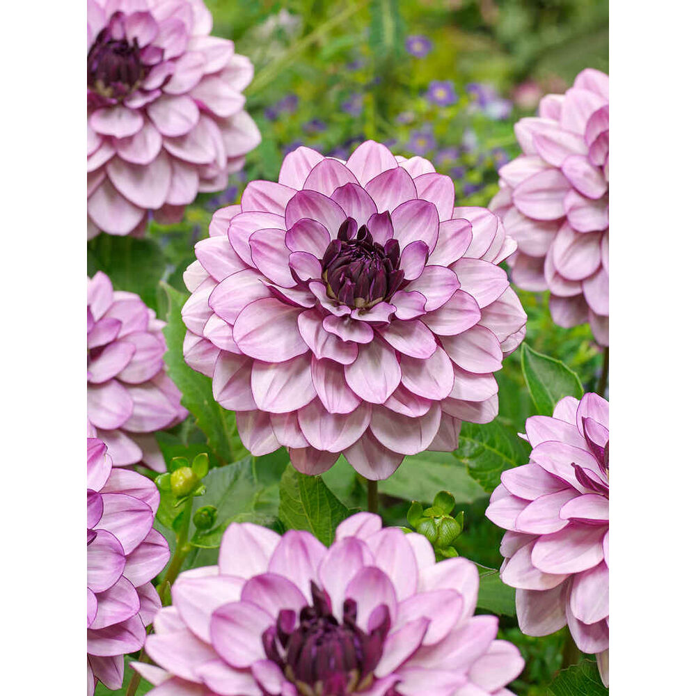 Daalia 'Creme de Cassis'
