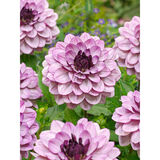 Daalia Creme de Cassis 1 kpl/pussi