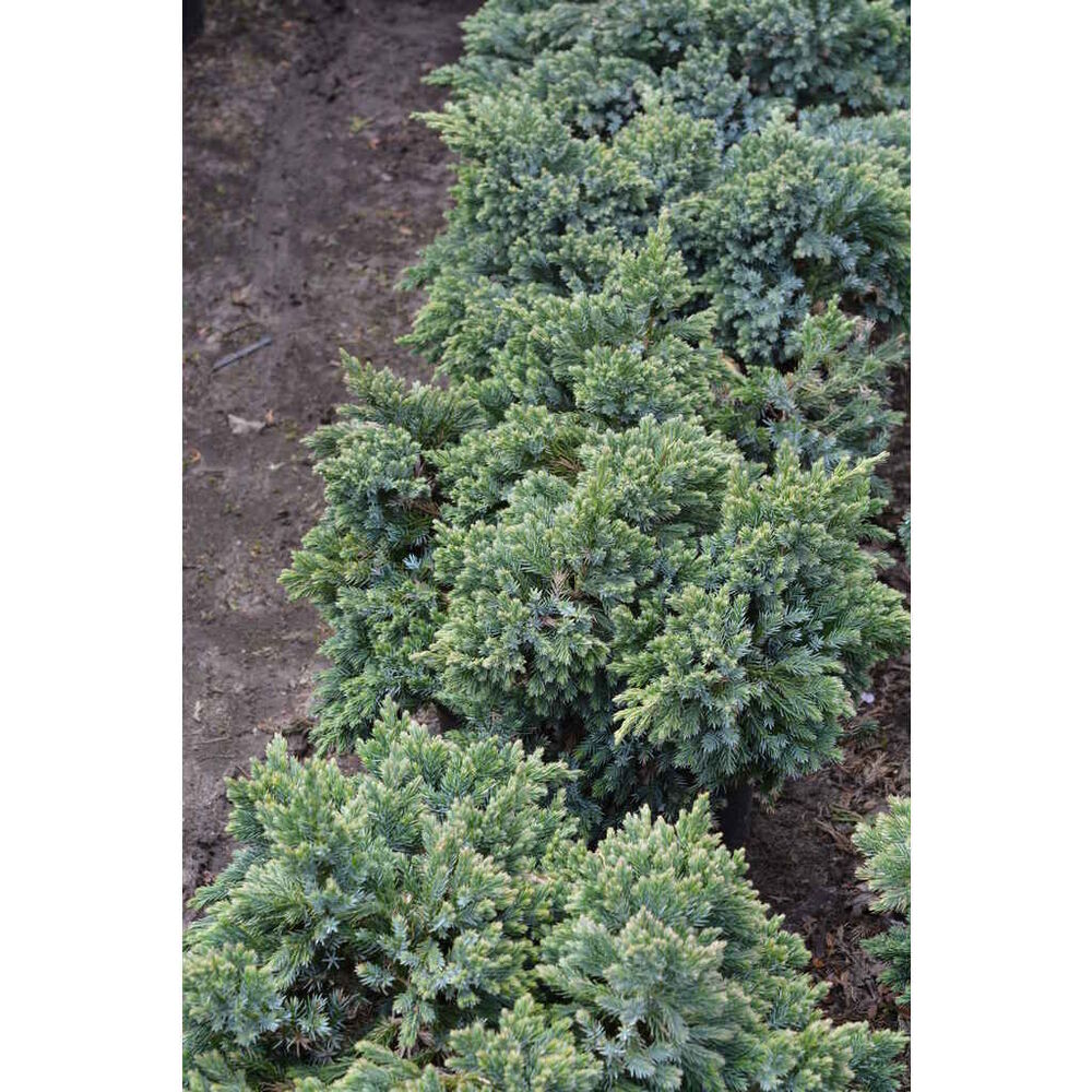 Sinikataja 'Blue Star'