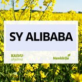 SY Alibaba hybridi syysrapsi