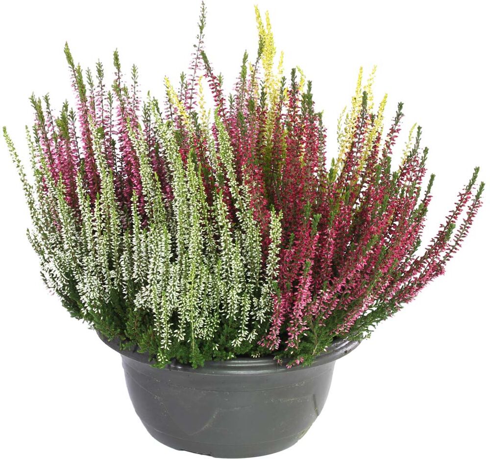 Calluna Carneval vati 23 cm