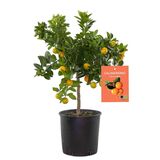 Sitruspuu 20 cm ruukussa