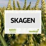 Skagen kemiallisesti peitattu syysvehnä