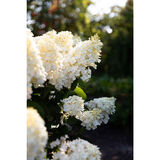 Syyshortensia Living Little Blossom®, astiakoko 5L