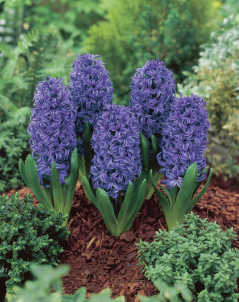 Hyasintti Blue Pearl