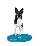 FitPAWS Duo Disc tasapainoalusta koiralle  60x33x7 cm