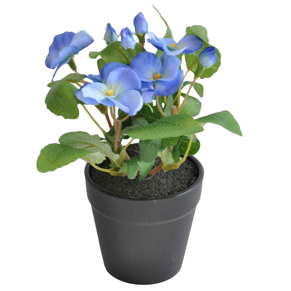 Orvokki 19 cm ruukussa sininen