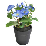 Orvokki 19 cm ruukussa sininen