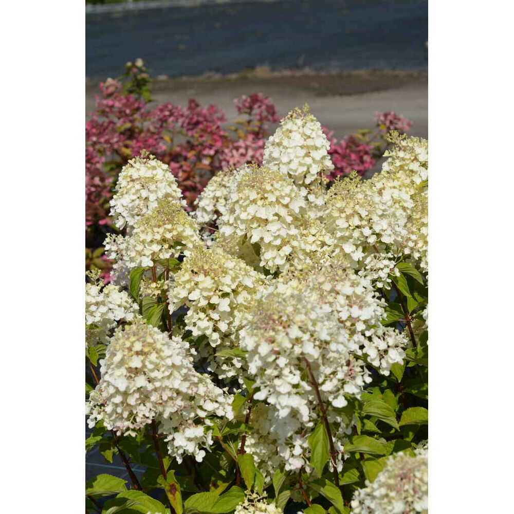 Syyshortensia 'Silver Dollar'
