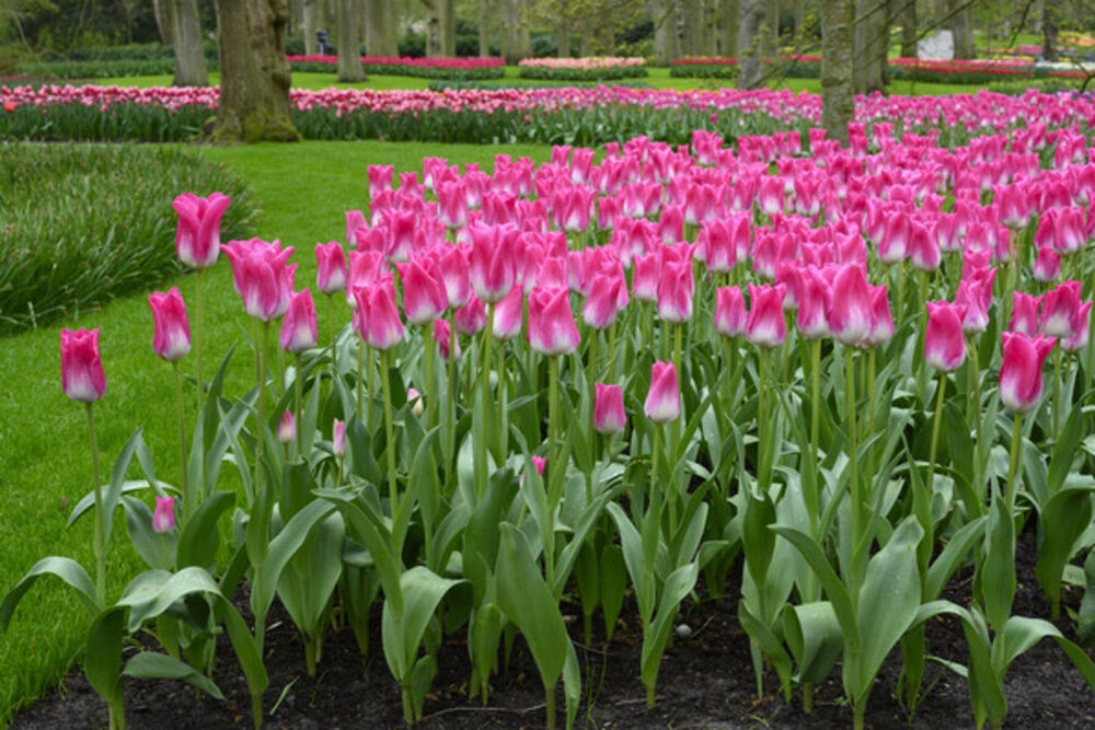 Tulppaani Memphis, 50 sipulia/pussi
