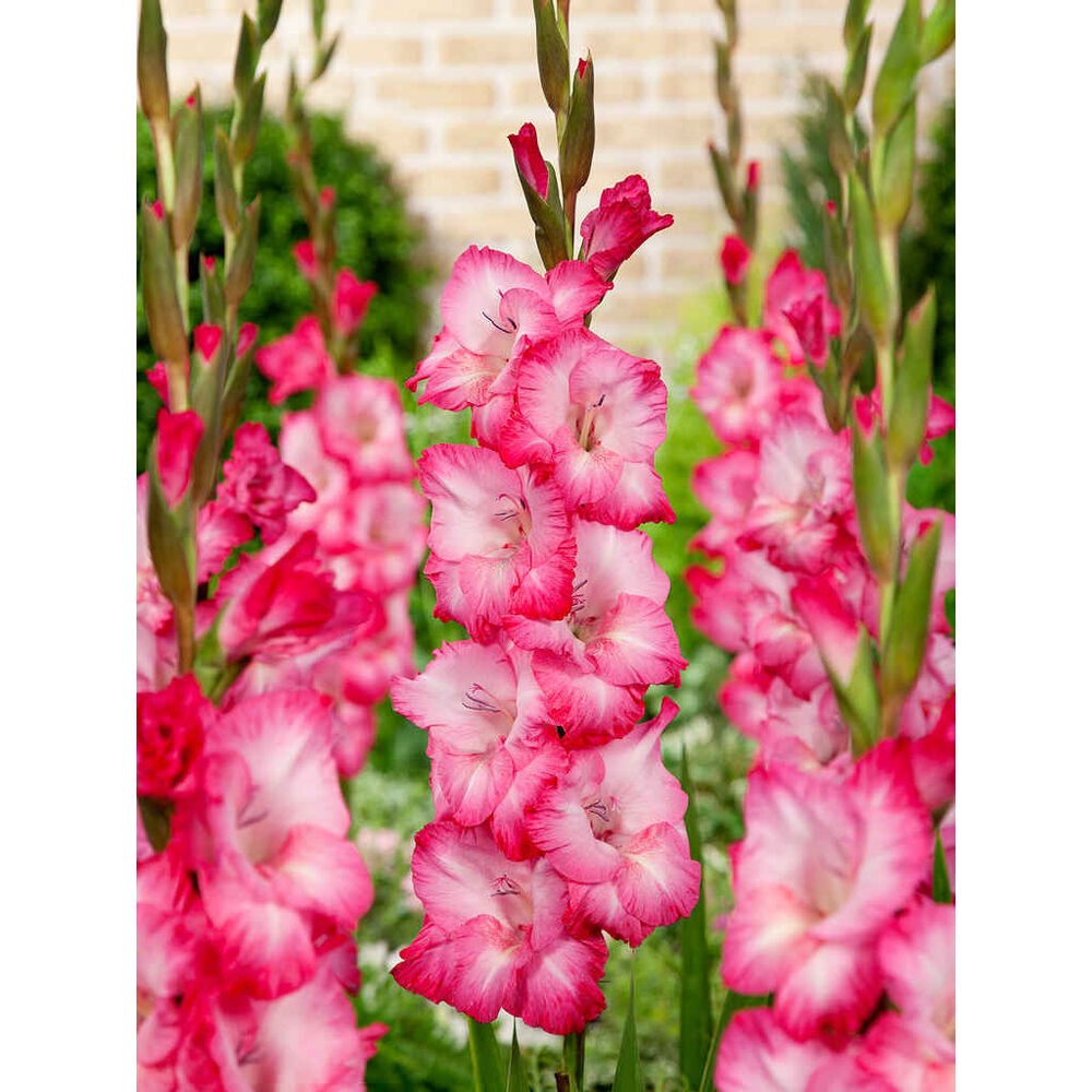 gladiolus 'Cantate'