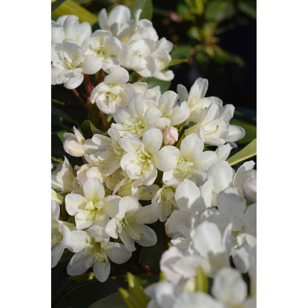 alppiruusu 'Lumotar'
