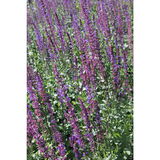 Loistosalvia Blue Queen
