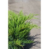 Tarhakataja Mint Julep, myyntileveys 30-40 cm