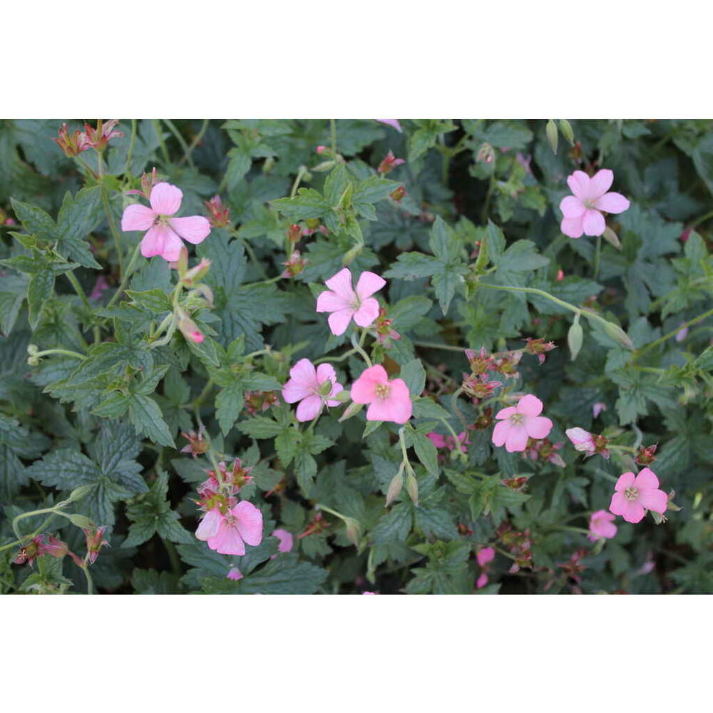 Espanjankurjenpolvi 'Wargrave Pink'
