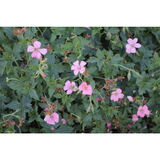Espanjankurjenpolvi Wargrave Pink