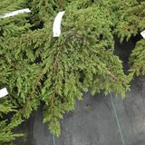Kääpiökataja Green Carpet, myyntileveys 30-40 cm