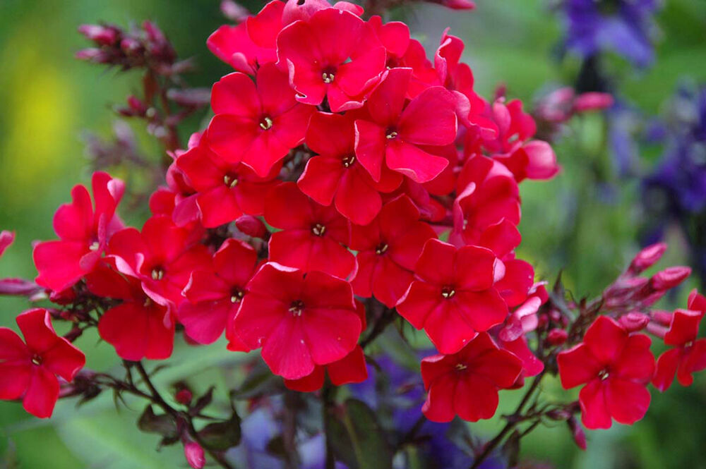Syysleimu 'Starfire'
