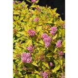 Keltajapaninangervo Zen'spirit® Gold, astiakoko 3L