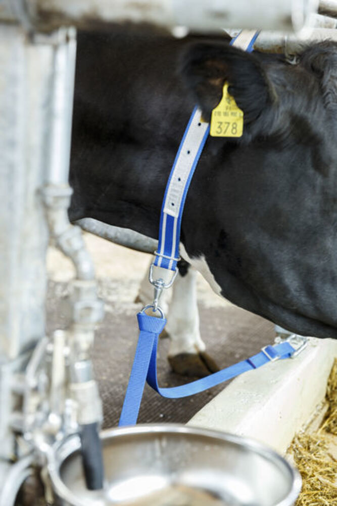 Polyesterkytkyt XL leikarilla DeLaval